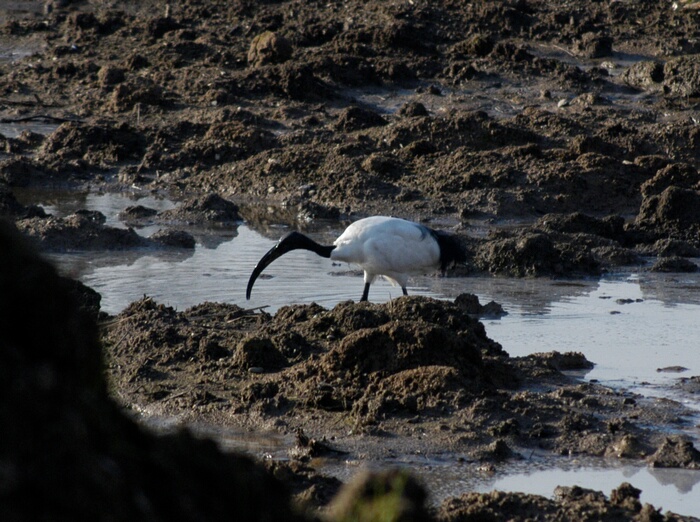 Ibis sacro